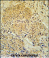 IPO7 Antibody (N-term)